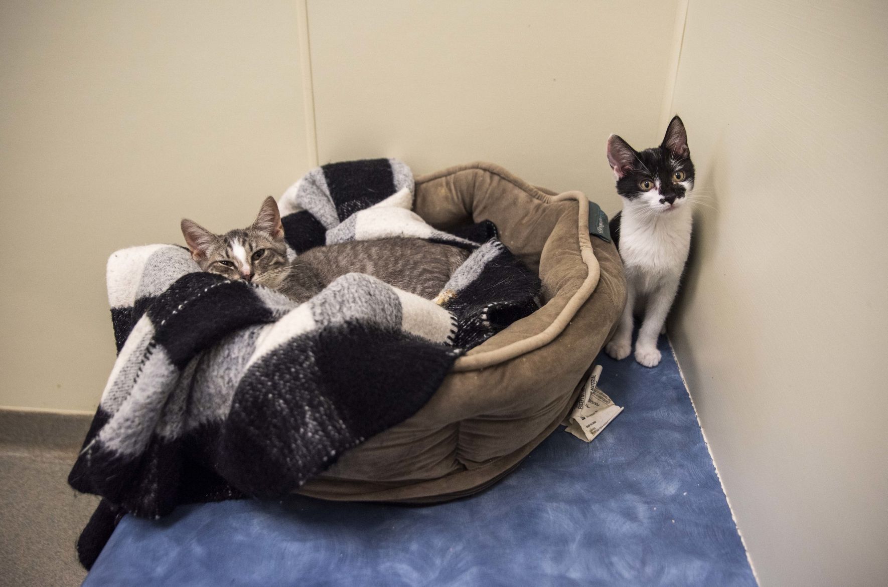 Lynchburg Humane Society